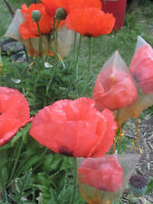 Papoula oriental rosa pêssego :70+ sementes : Papaver orientale : Pizzicato, usado comprar usado  Enviando para Brazil
