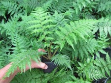 Cyathea cooperi cooper gebraucht kaufen  Wuppertal