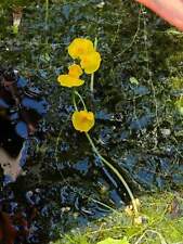 Utricularia vulgaris d'occasion  Miribel