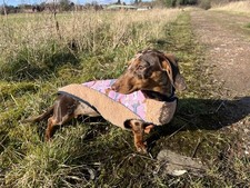 Sausage dog box for sale Sausage dog box for sale  MANCHESTER