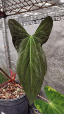 Anthurium papillilaminum sir for sale  Glendale