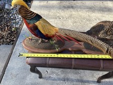 Golden pheasant male for sale  New Smyrna Beach