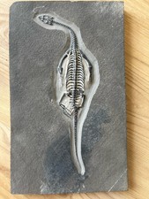 Reptile marin fossil d'occasion  Dijon