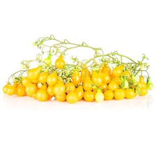 Tomatensorte dattelwein multif gebraucht kaufen  Eichstätt