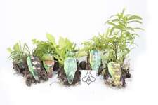 Marginal pond plants for sale  MARKET RASEN