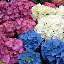 Mixed hydrangea macrophylla for sale  UK