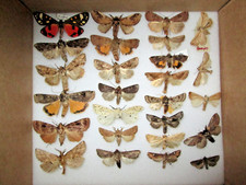 Collection british moths for sale  WATERLOOVILLE