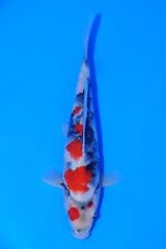 showa koi for sale  ROTHERHAM