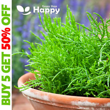 Baby leaf herb for sale  DONCASTER