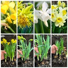 Narcissus mixed daffodil for sale  WISBECH