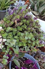 Callisia turtle vine for sale  BOURNEMOUTH