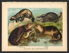 Sea otter badger for sale  Chico