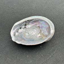 abalone shells for sale abalone shells for sale Orange