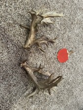 Big whitetail deer for sale  Austin