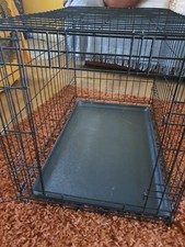 Medium size dog for sale  WESTON-SUPER-MARE