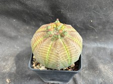 Euphorbia obesa cactus usato  Massafra