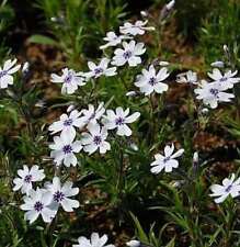 Niedrige flammenblume bavaria gebraucht kaufen  Bad Zwischenahn