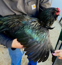 Purebred ameraucana eggs for sale  Bakersfield