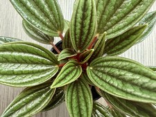 Peperomia caperata rosso for sale  HARPENDEN