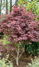 Japanischer ahorn atropurpureu gebraucht kaufen  Halle