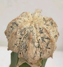 Astrophytum myriostigma hakuyj usato  Lecce