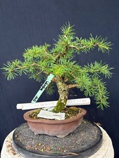 Lärche bonsai prebonsai gebraucht kaufen  Wettstetten