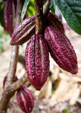 Vaina roja theobroma for sale  Littleton