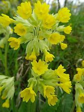 Primula veris wiesen gebraucht kaufen  Bad Kissingen