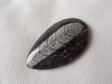 Fossile orthoceras maroc d'occasion  Saint-Sébastien-de-Morsent