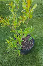 Grenadier provence punica d'occasion  Perpignan-