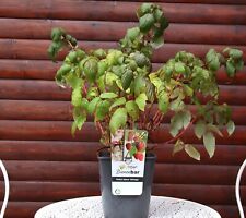 Herbsthimbeere heritage rubus gebraucht kaufen  Basedow, Güizow, Lütau