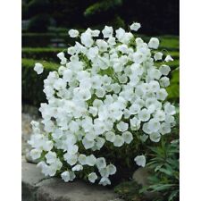 Campanula persif. white for sale  TELFORD