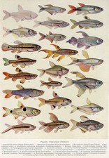 1930s PEIXE DE AQUÁRIO BUCKTOOTH TETRA SPLASH TETRA OLHOS VERMELHOS TETRA Impressão Litho comprar usado  Enviando para Brazil