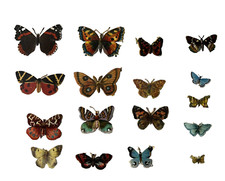Victorian scraps butterflies for sale  SOLIHULL
