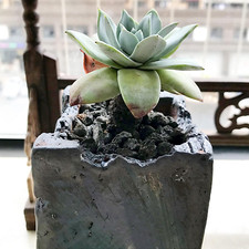 Black horticultural lava for sale  LONDON