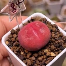 Exact plant conophytum for sale  GLASGOW