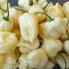 White habanero pepper for sale  Julian