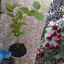 Crataegus schraderiana blue for sale  GLASGOW