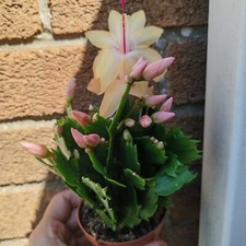 Peachy yellow christmas for sale  BRISTOL