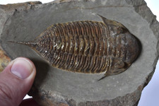 Mucronaspis zagoraensis trilob for sale  Lakeville