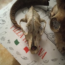 Teschio volpe cane usato  Sannicola