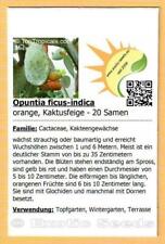 Puntia ficus indica gebraucht kaufen  Dresden