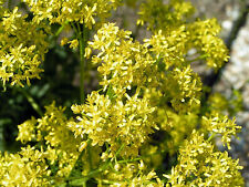 Woad dyer woad usato  Spedire a Italy