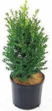 Live plant green for sale  Danbury