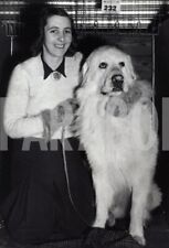 Vintage cani cane usato  Roma