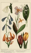 Lilies 1902 authentic for sale  Iowa City