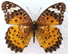 Argynnis hyperbius female for sale  SLEAFORD