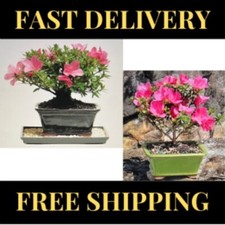 New brussel bonsai for sale  Dry Fork