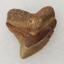 Mayumbensis 1.06 fossil for sale  Rockledge