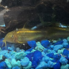 Cw010 gold orange for sale  Linden